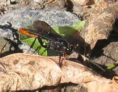 Protichneumon grandis