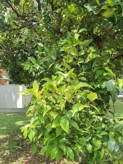 Macrosolen cochinchinensis