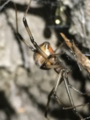 Latrodectus geometricus