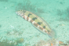 Eupetrichthys angustipes