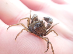 Halicarcinus