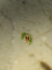 Acariformes