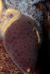 Alcyonidium nodosum