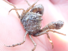 Halicarcinus