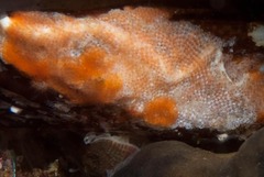 Watersipora subtorquata