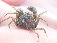 Halicarcinus