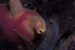 Ascidia incrassata
