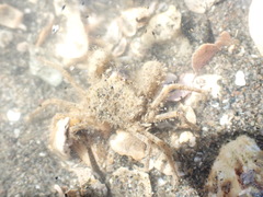 Halicarcinus