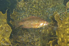 Heteroscarus acroptilus