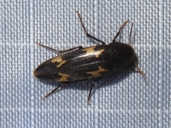 Dircaea liturata