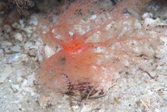Thyone aurea
