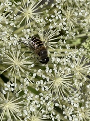 Eristalis cerealis