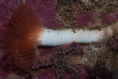 Protula bispiralis