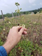 Mirabilis austrotexana