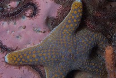 Callopatiria formosa