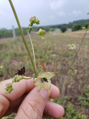Mirabilis austrotexana