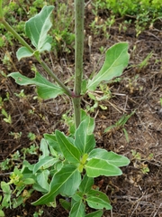 Mirabilis austrotexana