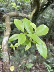 Ilex maximowicziana