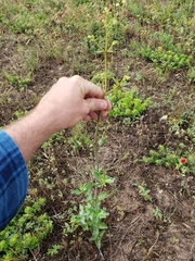 Mirabilis austrotexana