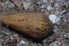 Conus algoensis