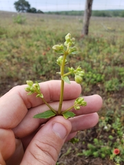 Mirabilis austrotexana