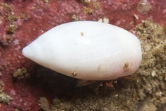 Amalda obesa
