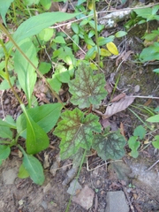 Heuchera