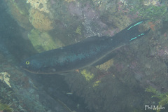 Olisthops cyanomelas