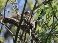 Colaptes auratus