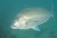 Nemadactylus douglasii