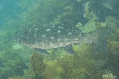 Aplodactylus lophodon