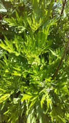 Artemisia princeps
