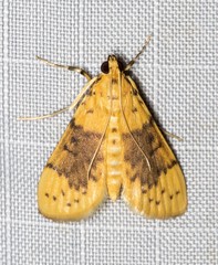 Conogethes semifascialis