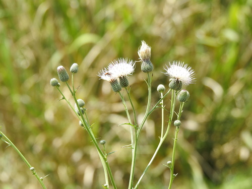 Cirsium nuttalii image