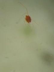 Acariformes