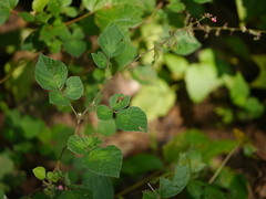 Pseudarthria viscida