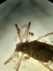 Acariformes