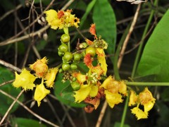 Stigmaphyllon echitoides