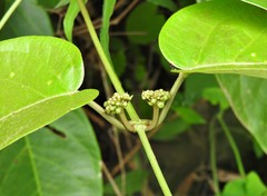 Stigmaphyllon echitoides