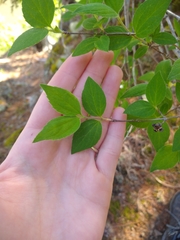 Philadelphus hirsutus