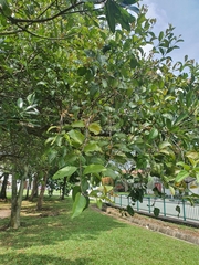 Dendrophthoe pentandra