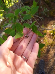 Philadelphus hirsutus