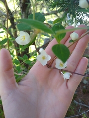 Philadelphus hirsutus