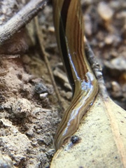 Australopacifica regina