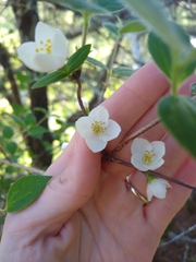 Philadelphus hirsutus