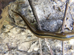 Australopacifica regina