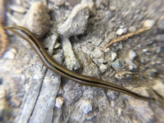 Australopacifica regina