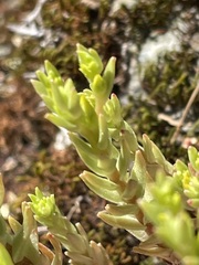 Sedum radiatum