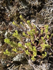 Sedum radiatum
