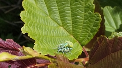 Chlorophanus grandis